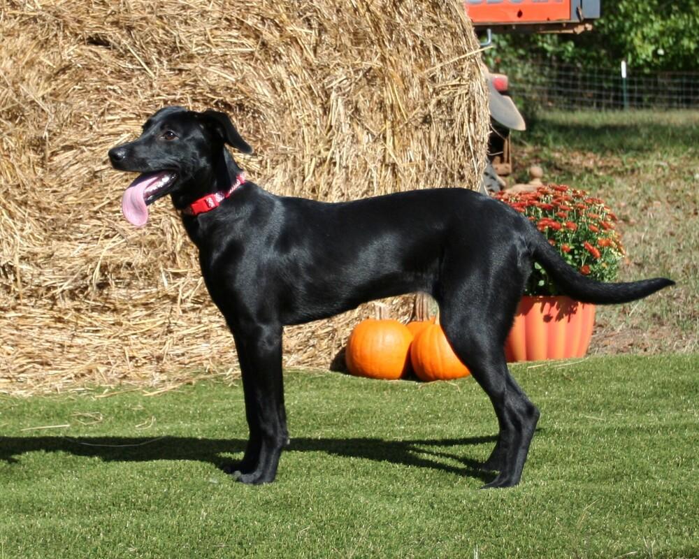 Enlarge Jill, a Adoptable mixed breed in Gillsville, GA image 6/6