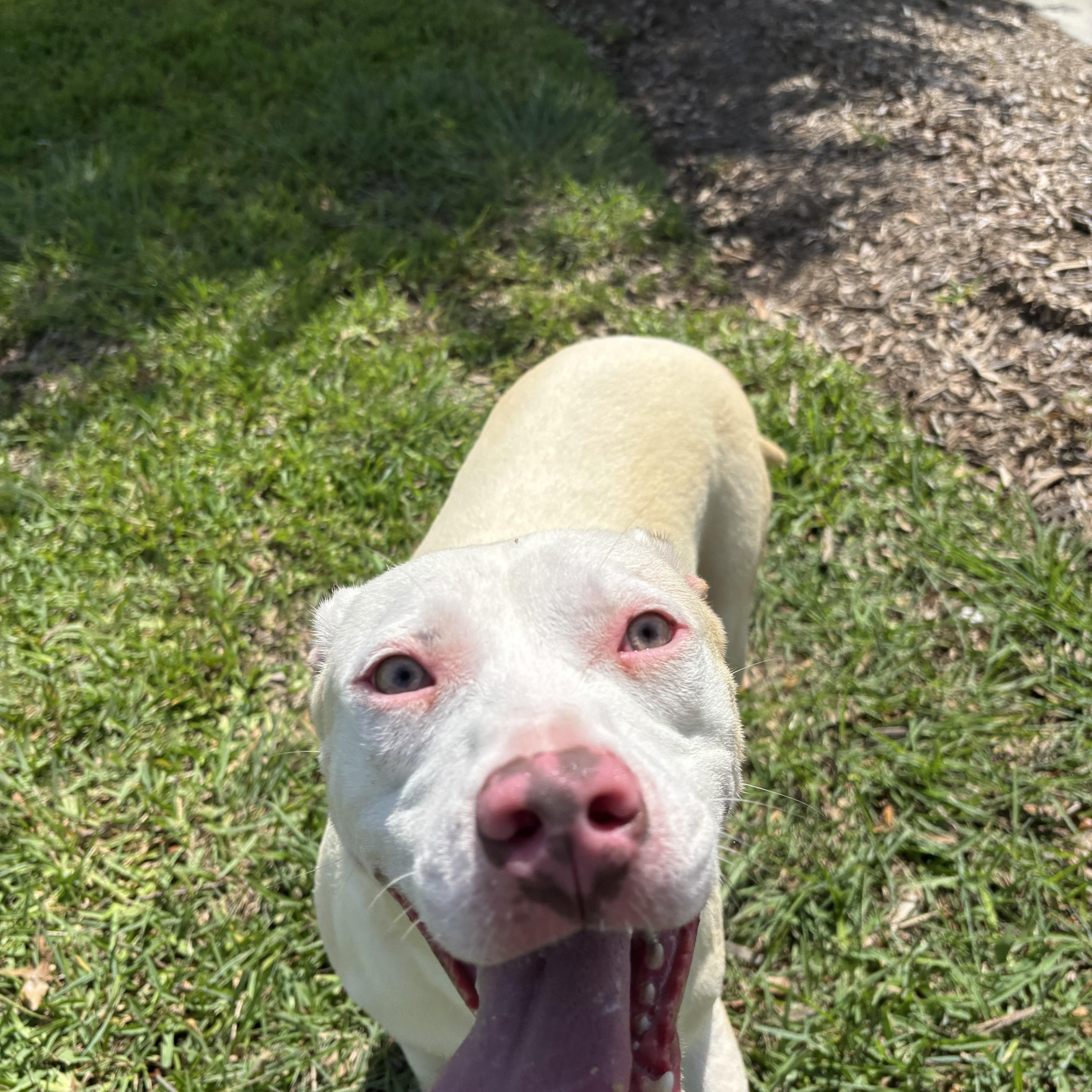 Enlarge Adonis & Aurora, an adopted mixed breed in hagerstown, MD image 6/6