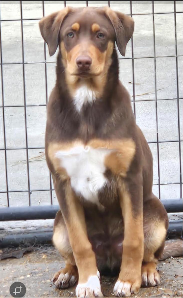 Enlarge Tracker, a Adopted mixed breed in Pittsburgh, PA image 3/3