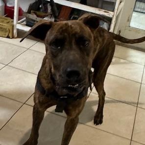 Enlarge Nylah, a Adoptable Plott Hound in Washington, PA image 1/4