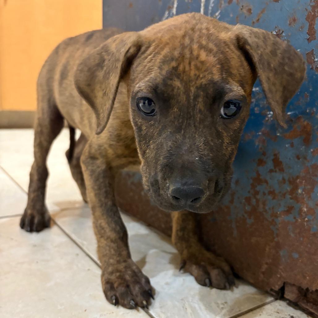 Enlarge Nylah, a Adoptable Plott Hound in Washington, PA image 2/4