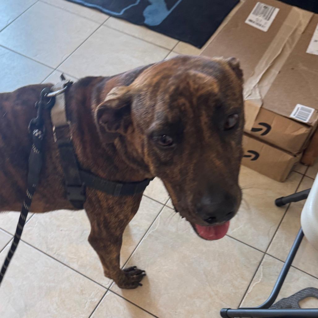 Enlarge Nylah, a Adoptable Plott Hound in Washington, PA image 3/4