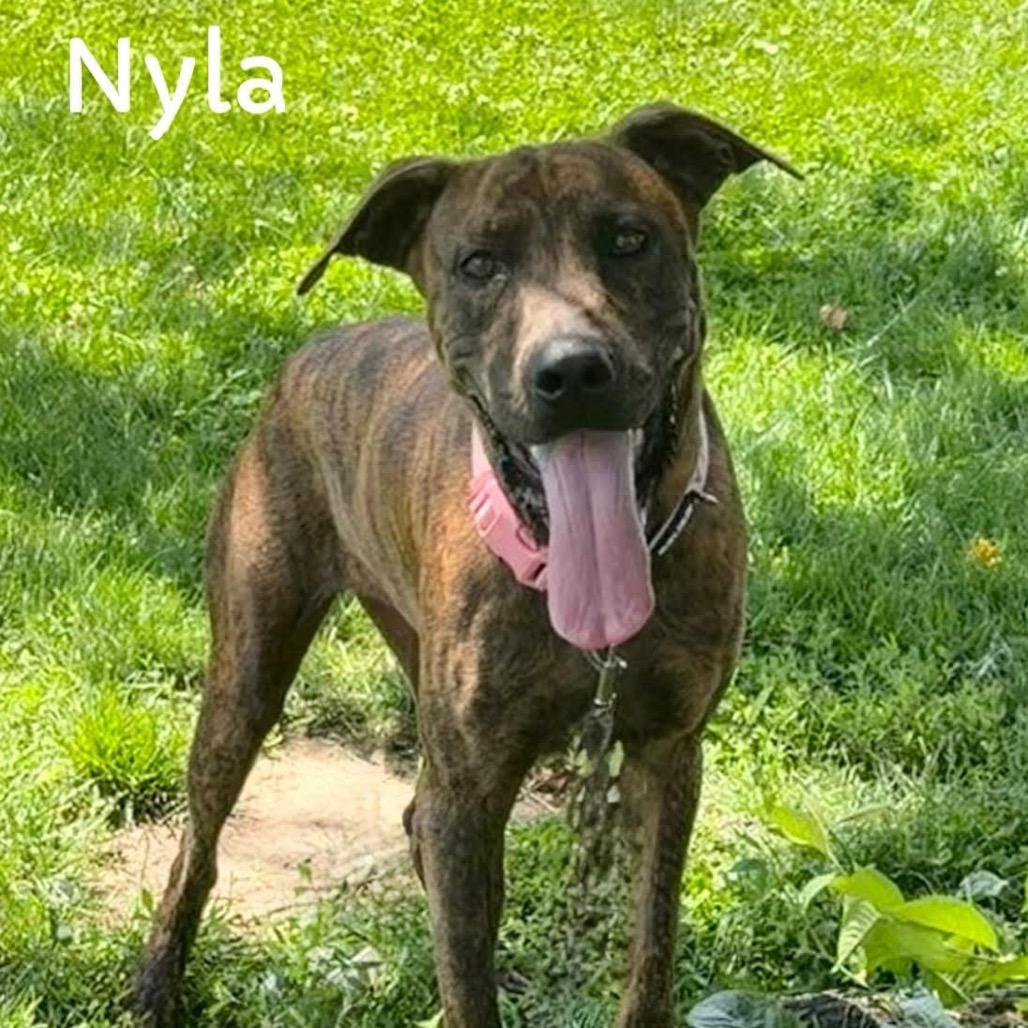 Enlarge Nylah, a Adoptable Plott Hound in Washington, PA image 4/4