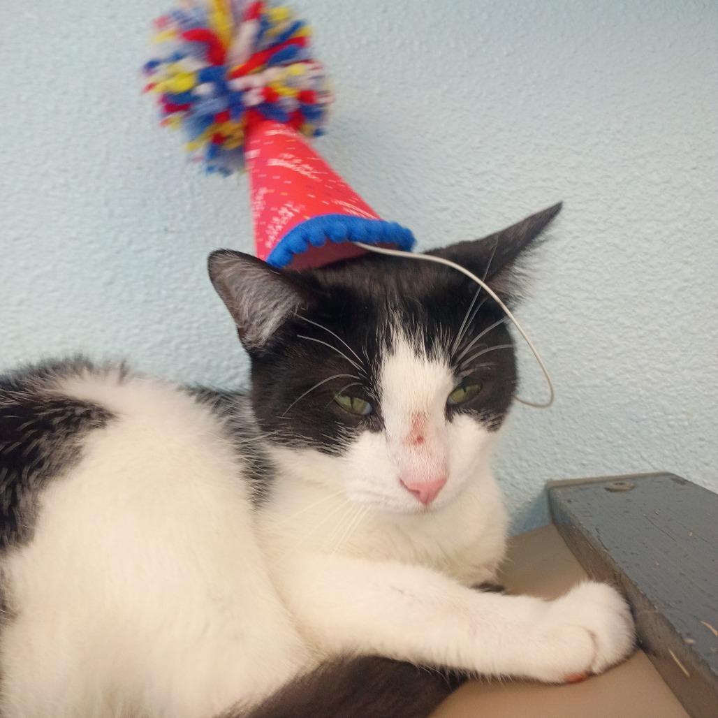 Maddie, Adoptable, Young Female Domestic Short Hair.