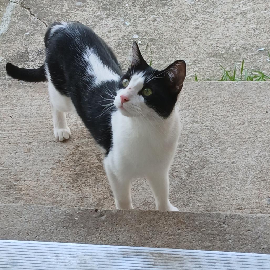 Enlarge Maddie, a Adoptable Domestic Short Hair in Tulsa, OK image 2/3
