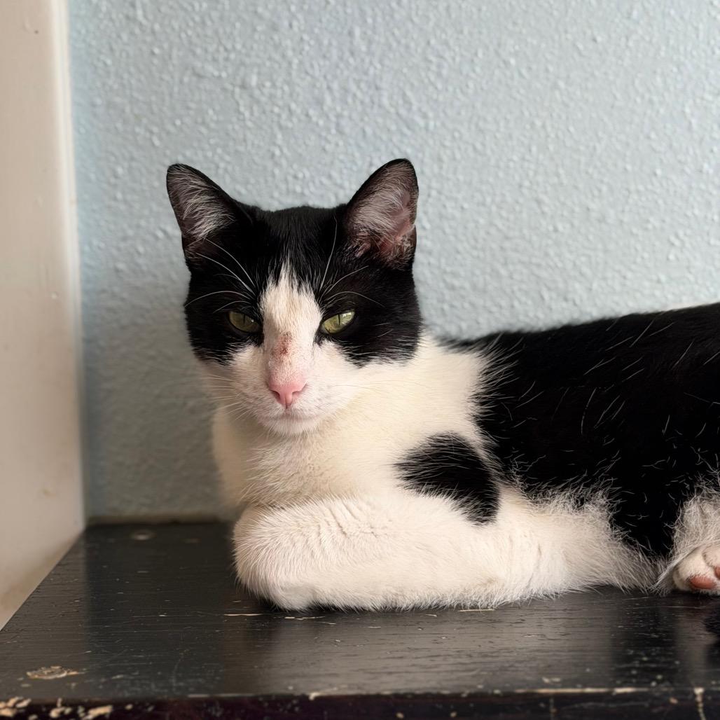 Enlarge Maddie, a Adoptable Domestic Short Hair in Tulsa, OK image 3/3