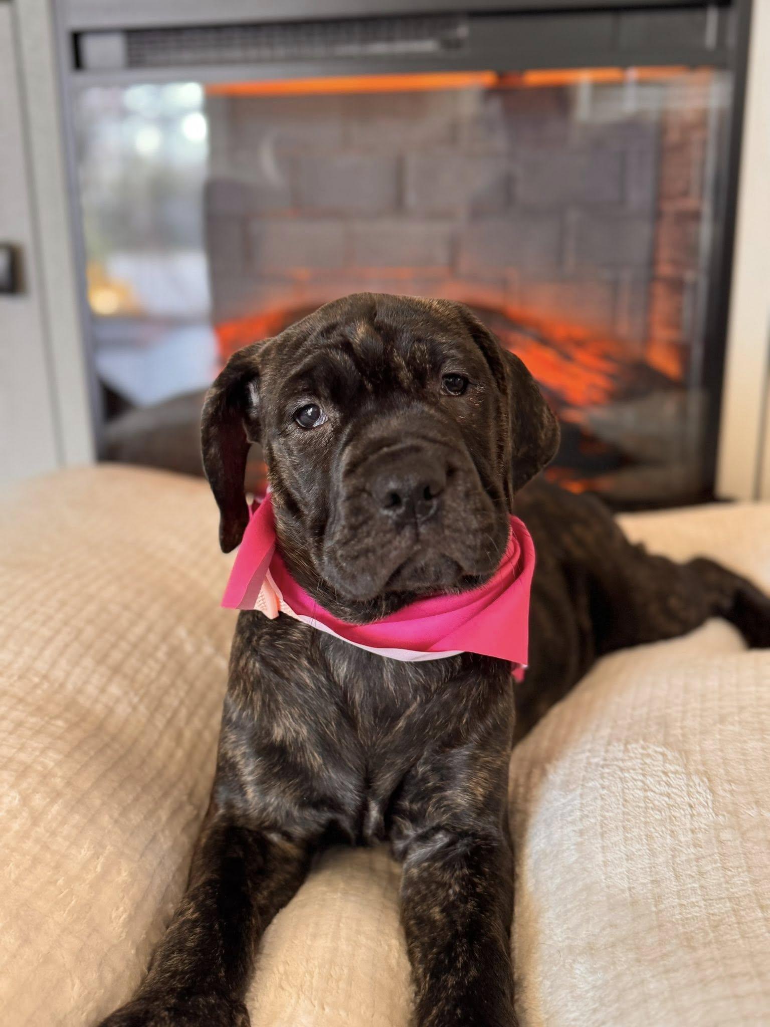 Liberty , ADOPTABLE, Puppy Female Cane Corso.