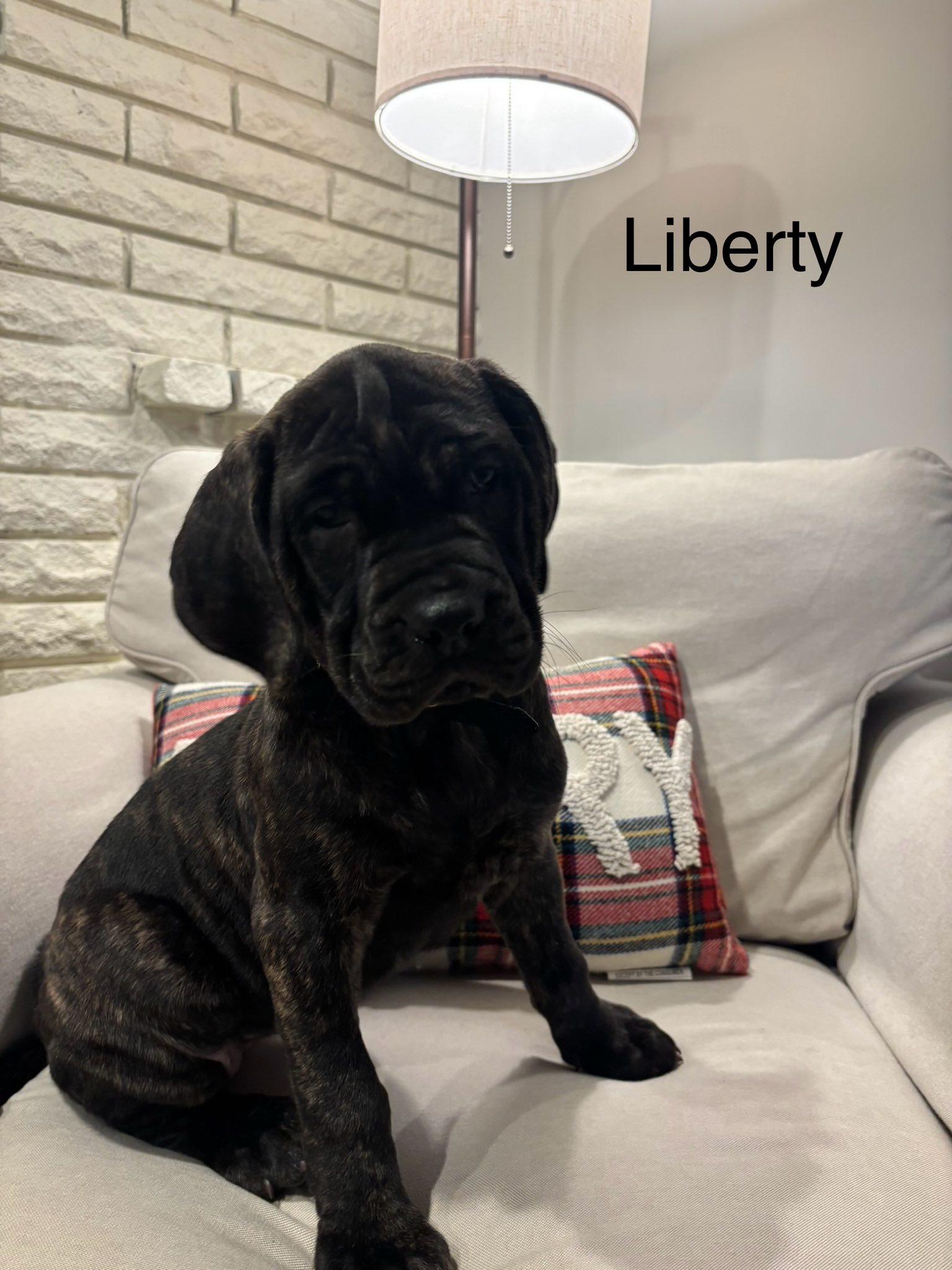 Liberty , a ADOPTABLE mixed breed in Marlton, NJ image 2/2