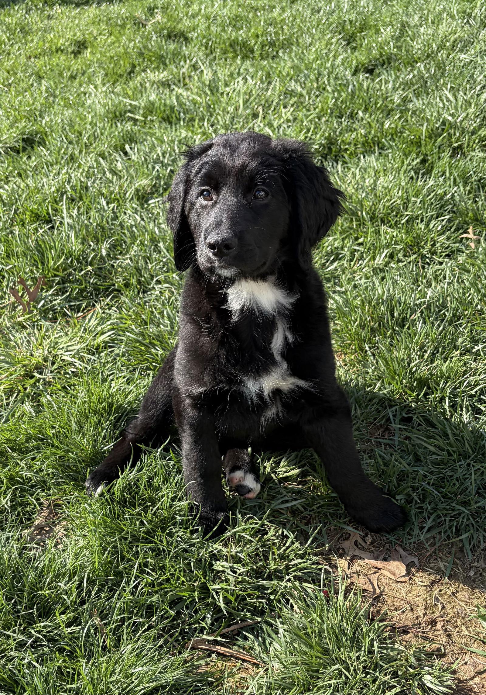 Enlarge Ellie, a Adopted mixed breed in Fenton, MO image 2/3