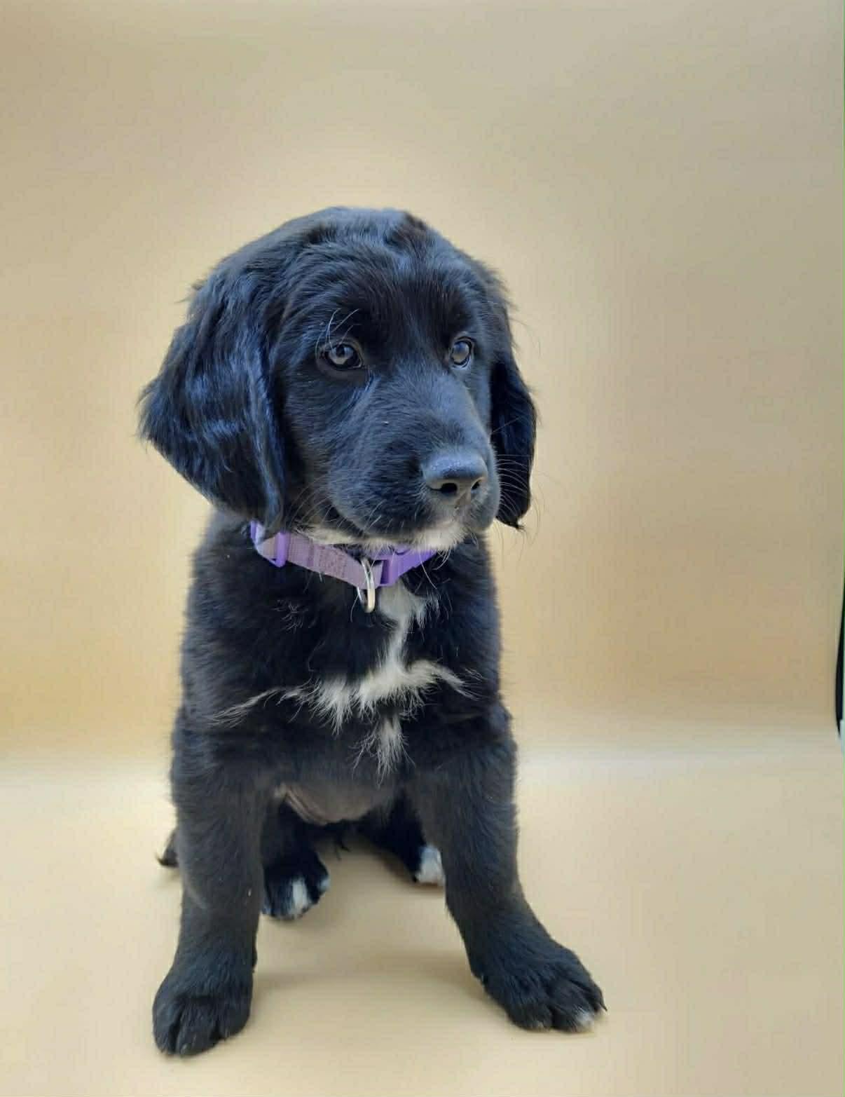 Enlarge Ellie, a Adopted mixed breed in Fenton, MO image 3/3