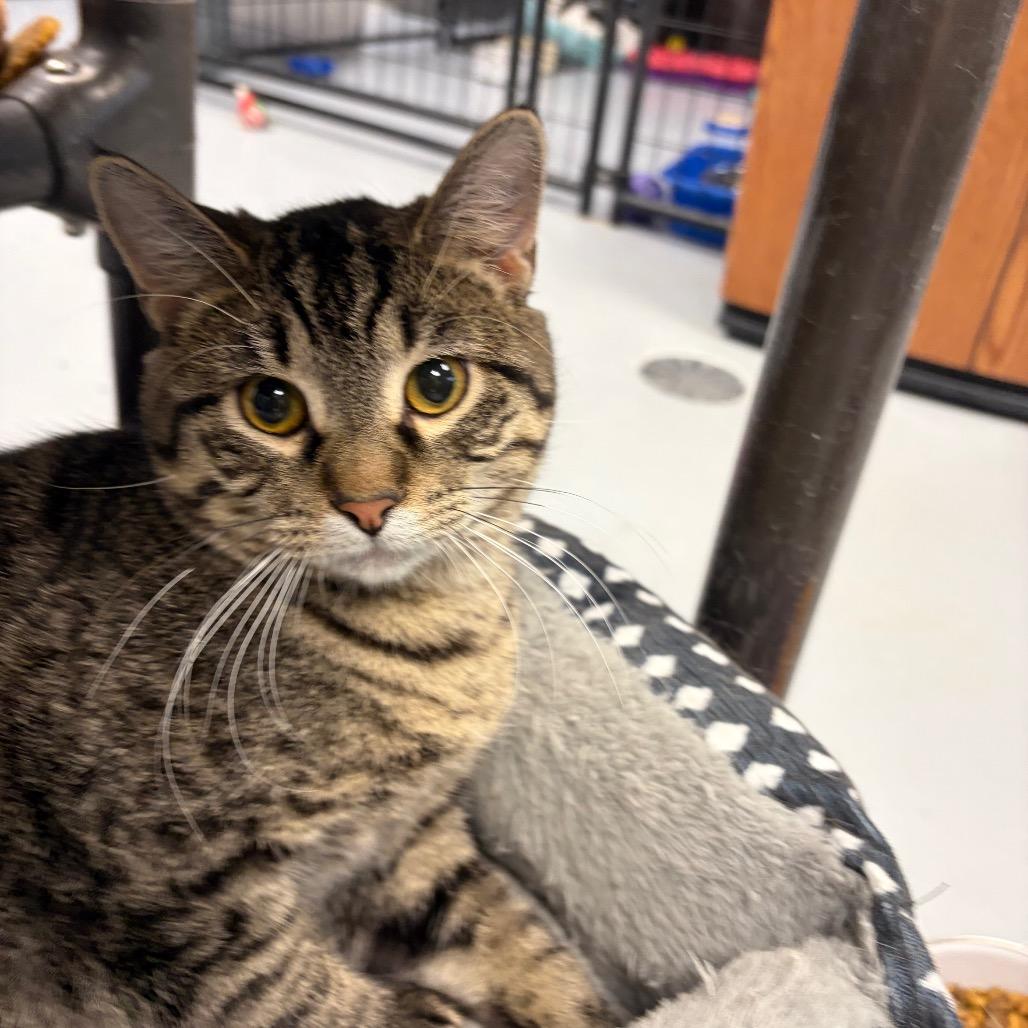 Rogue, Adoptable, Adult Male Domestic Short Hair.