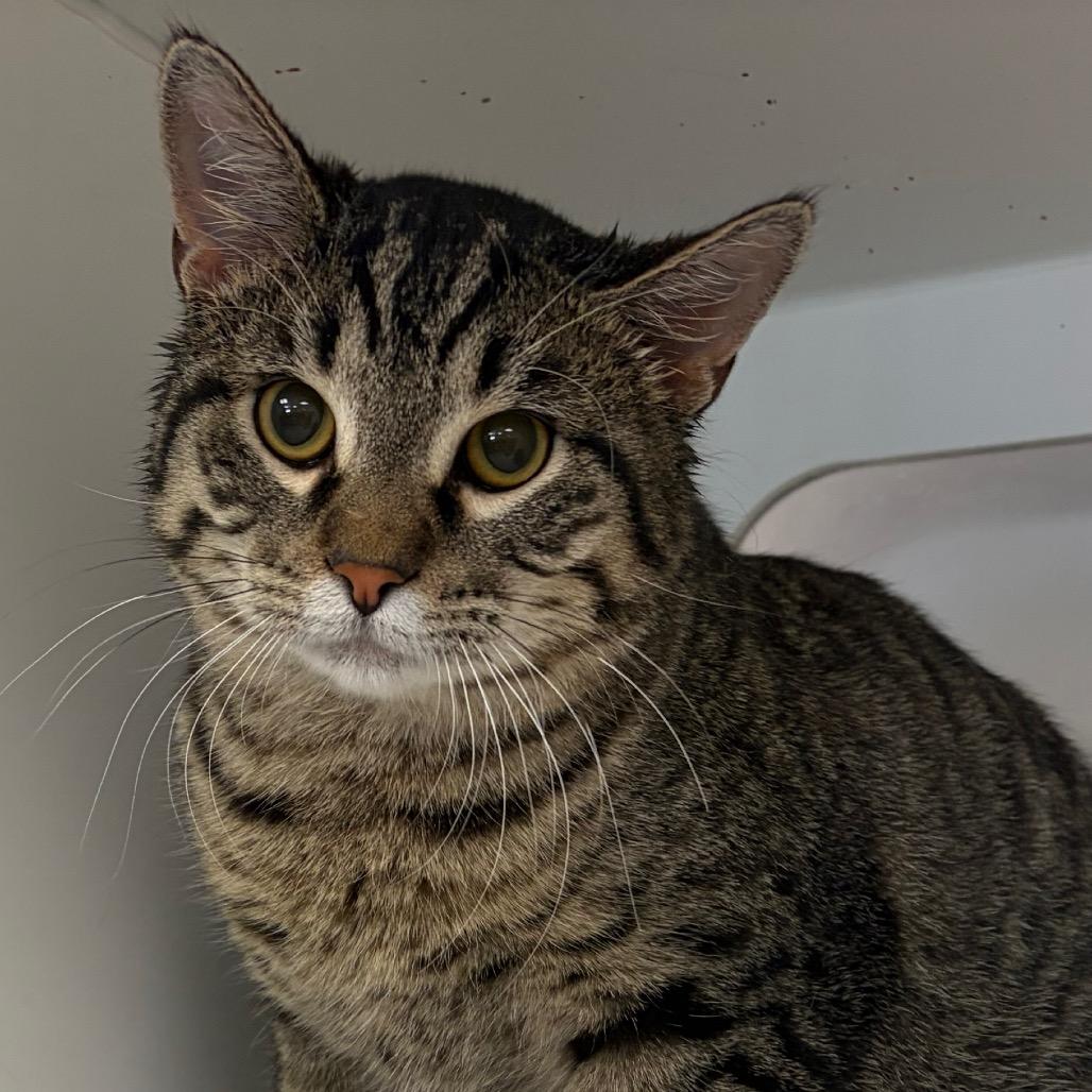 Enlarge Rogue, a Adoptable Domestic Short Hair in Carroll, IA image 1/3