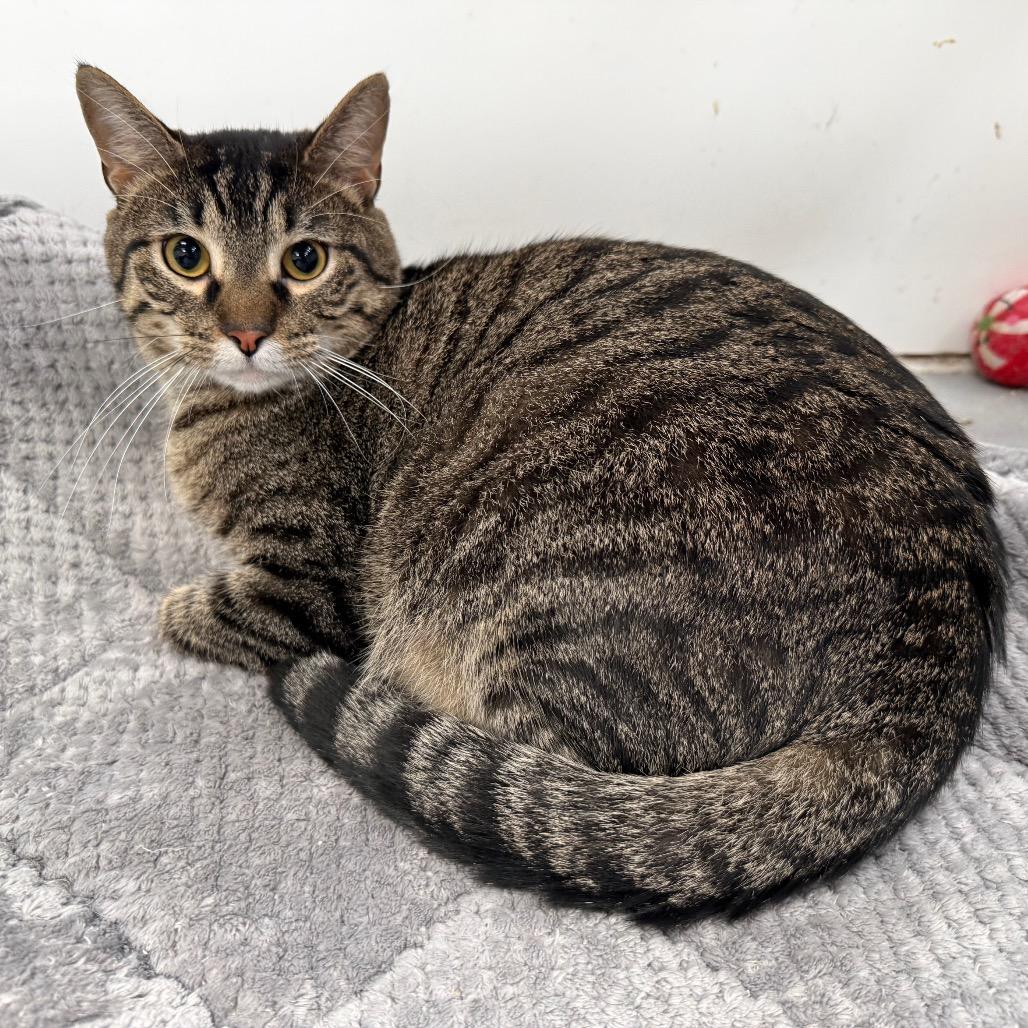 Enlarge Rogue, a Adoptable Domestic Short Hair in Carroll, IA image 3/6