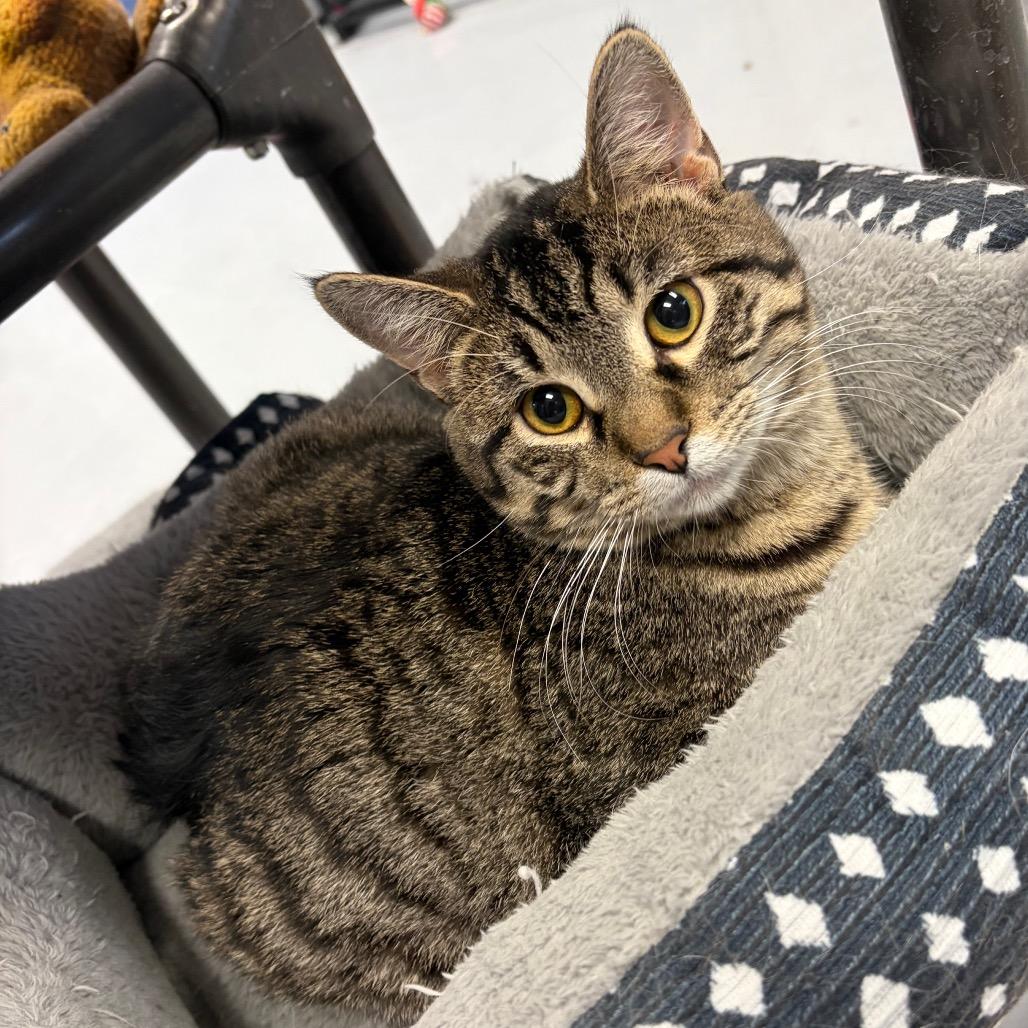 Enlarge Rogue, a Adoptable Domestic Short Hair in Carroll, IA image 3/6