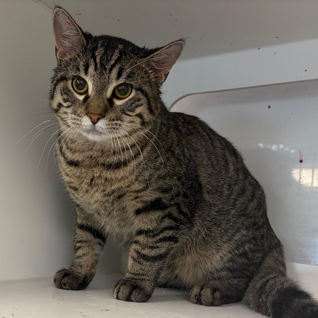 Enlarge Rogue, a Adoptable Domestic Short Hair in Carroll, IA image 3/3