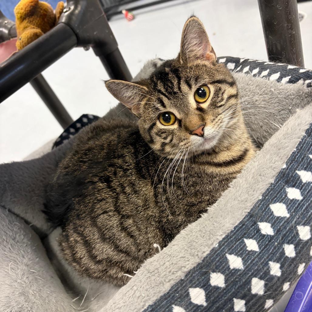 Enlarge Rogue, a Adoptable Domestic Short Hair in Carroll, IA image 6/6