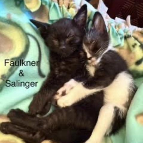 Faulkner