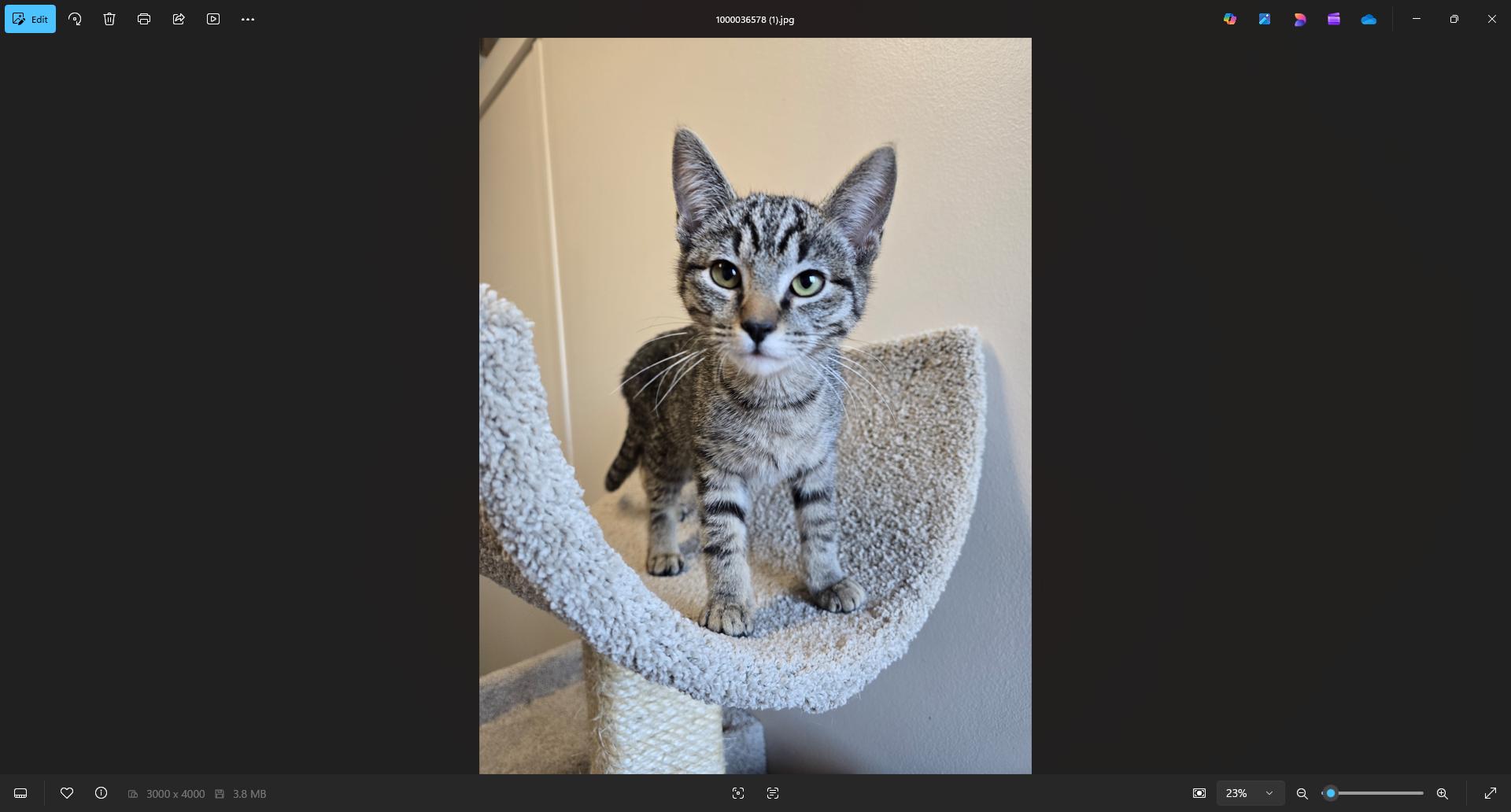 Enlarge Van Helsing, a ADOPTABLE Tabby in Prineville, OR image 1/1