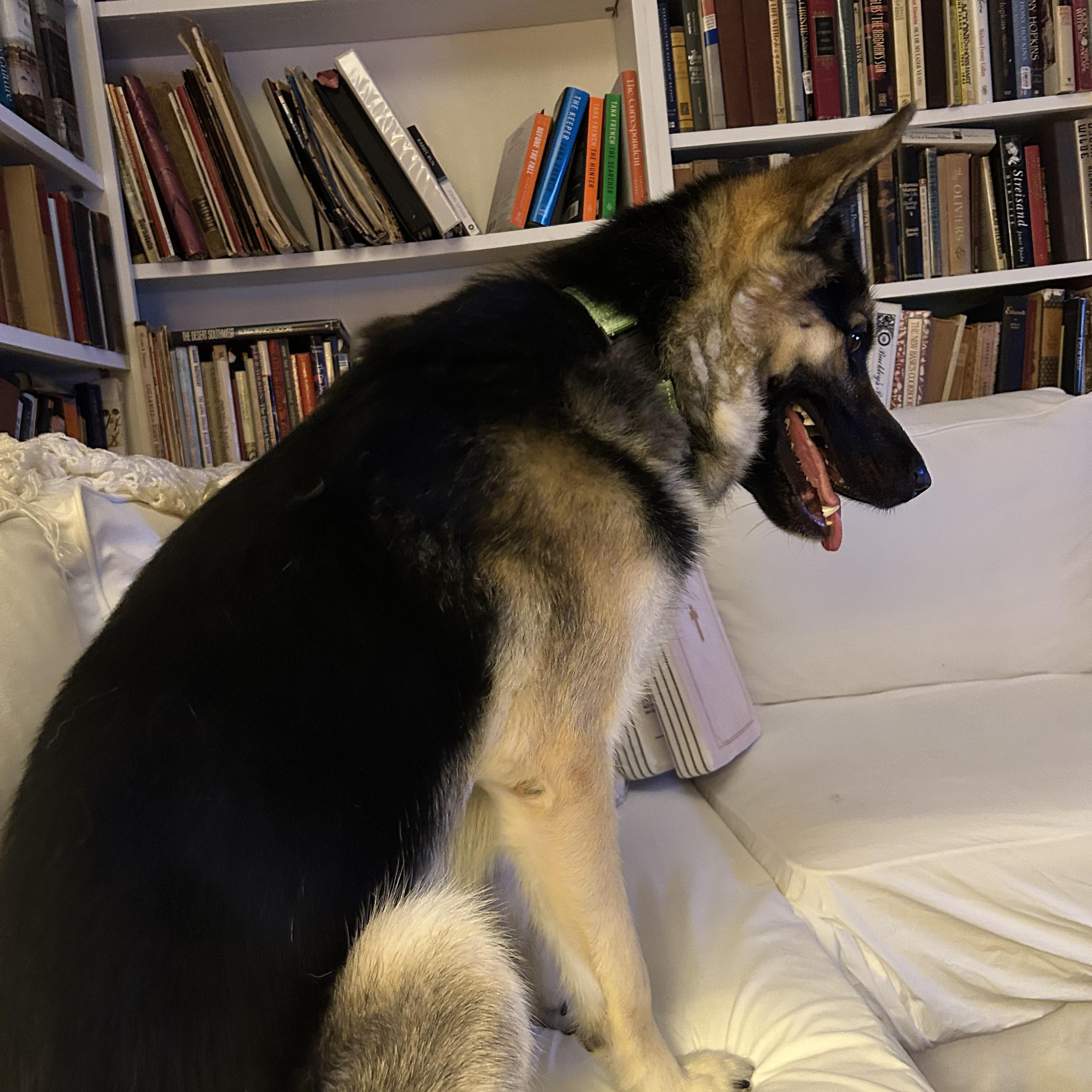 Buckey, a ADOPTABLE Shepherd in Los Angeles, CA image 4/5