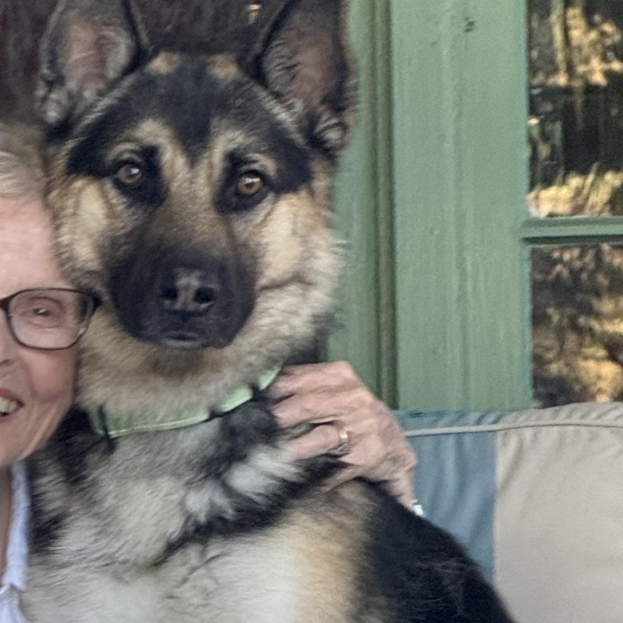 Buckey, a ADOPTABLE Shepherd in Los Angeles, CA image 2/5