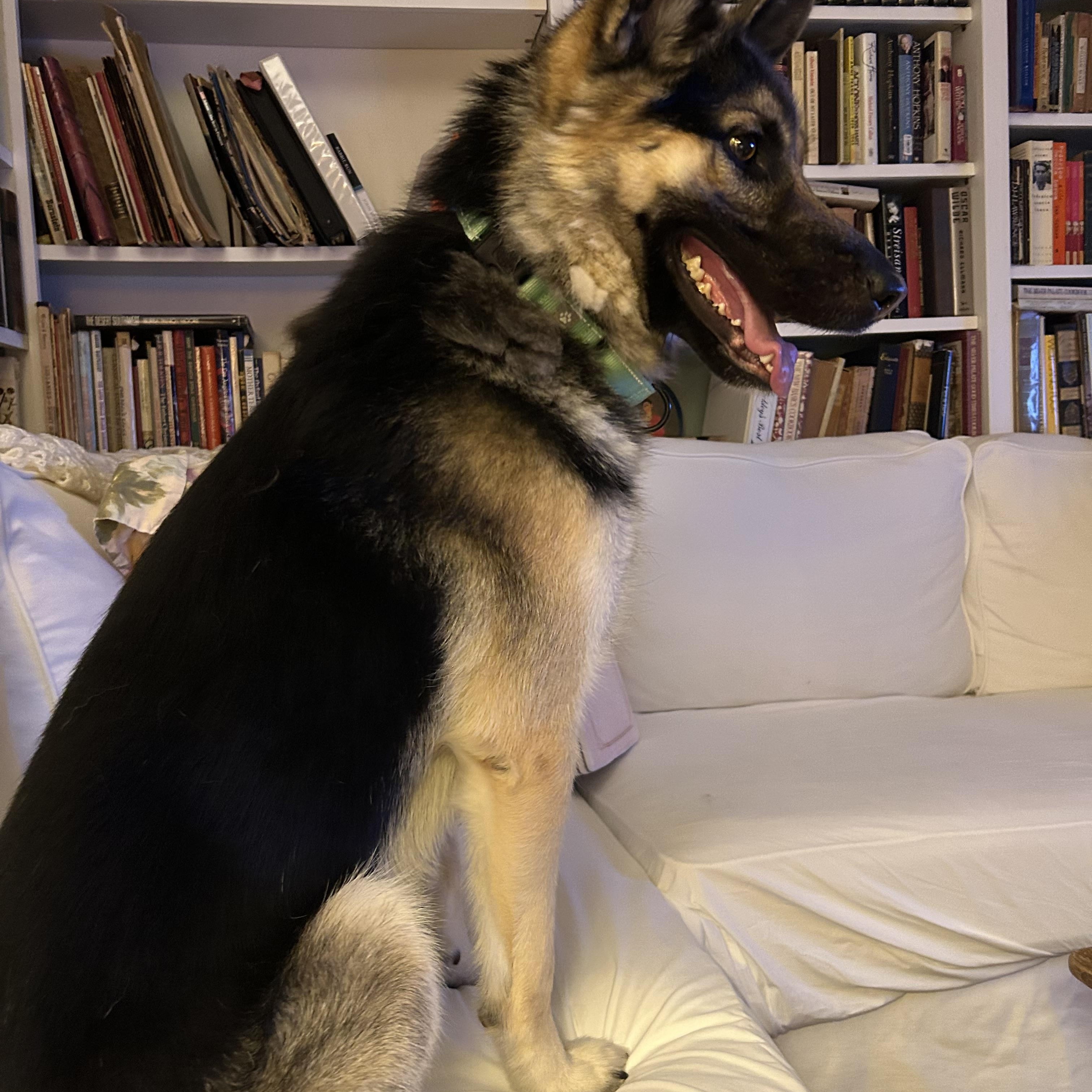 Buckey, a ADOPTABLE Shepherd in Los Angeles, CA image 5/5