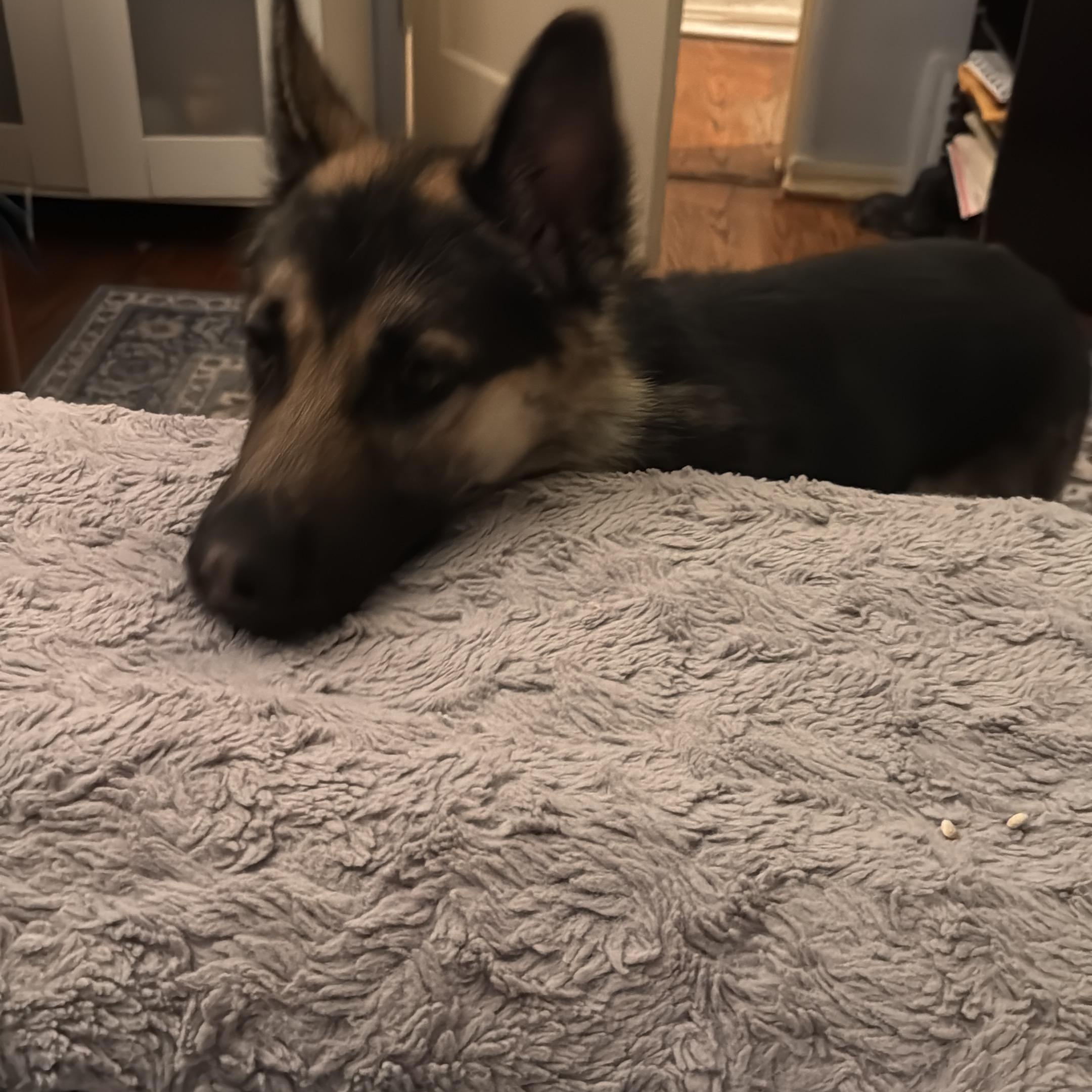 Buckey, a ADOPTABLE Shepherd in Los Angeles, CA image 3/5