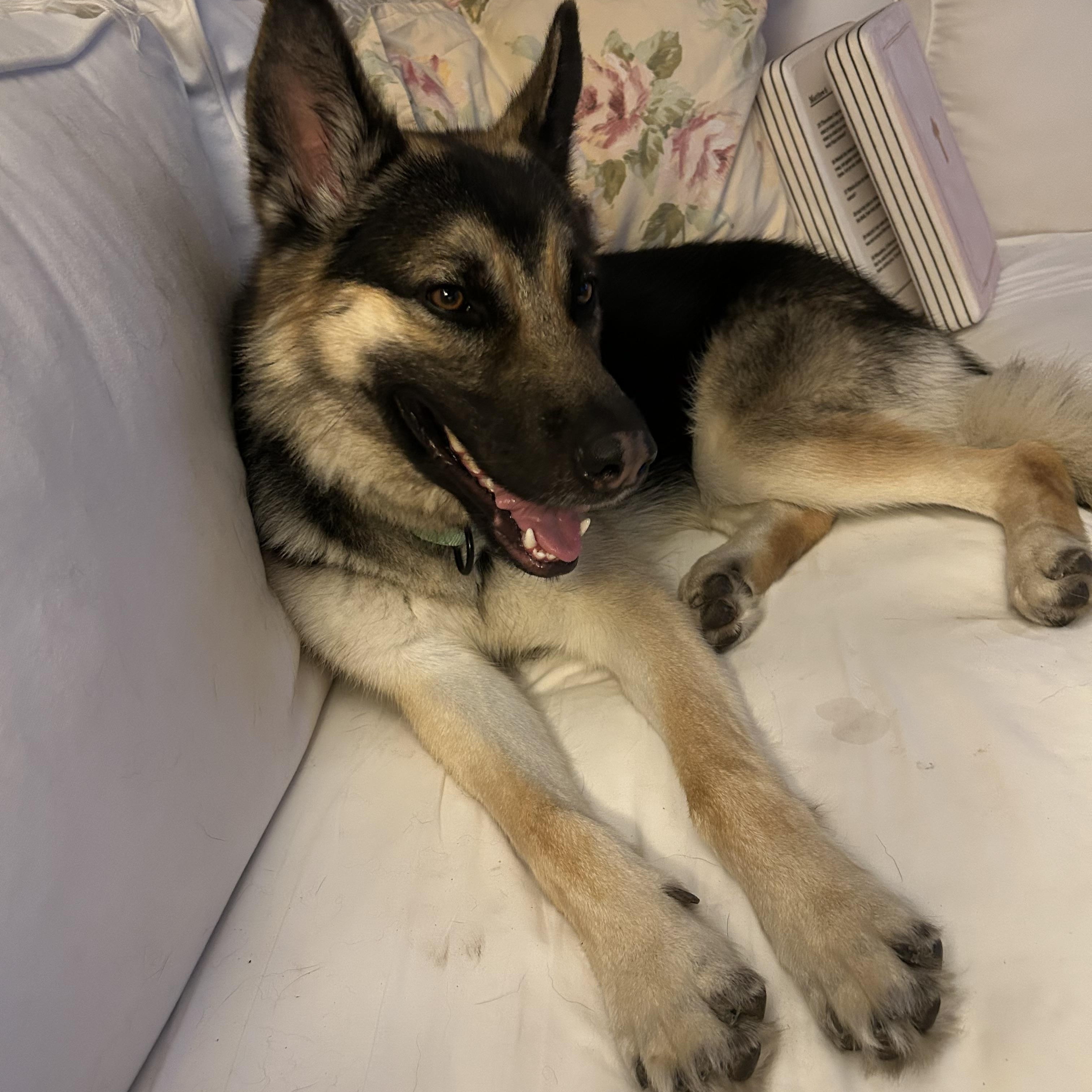 Buckey, ADOPTABLE, Young Male Shepherd.