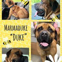 Marmaduke, Adopted, Young Male Mastiff.