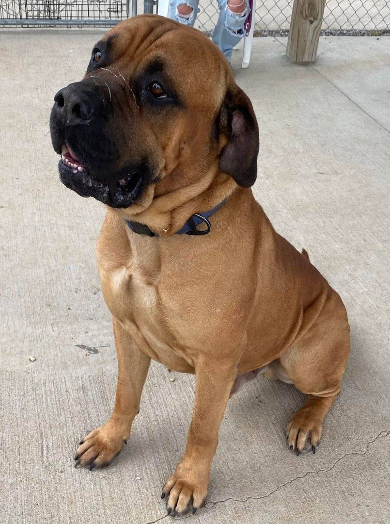 Marmaduke, a Adopted Mastiff in Hopkinsville, KY image 3/10