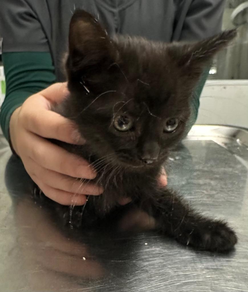 Enlarge Boo, a Adoptable mixed breed in Hillsdale, IN image 1/1