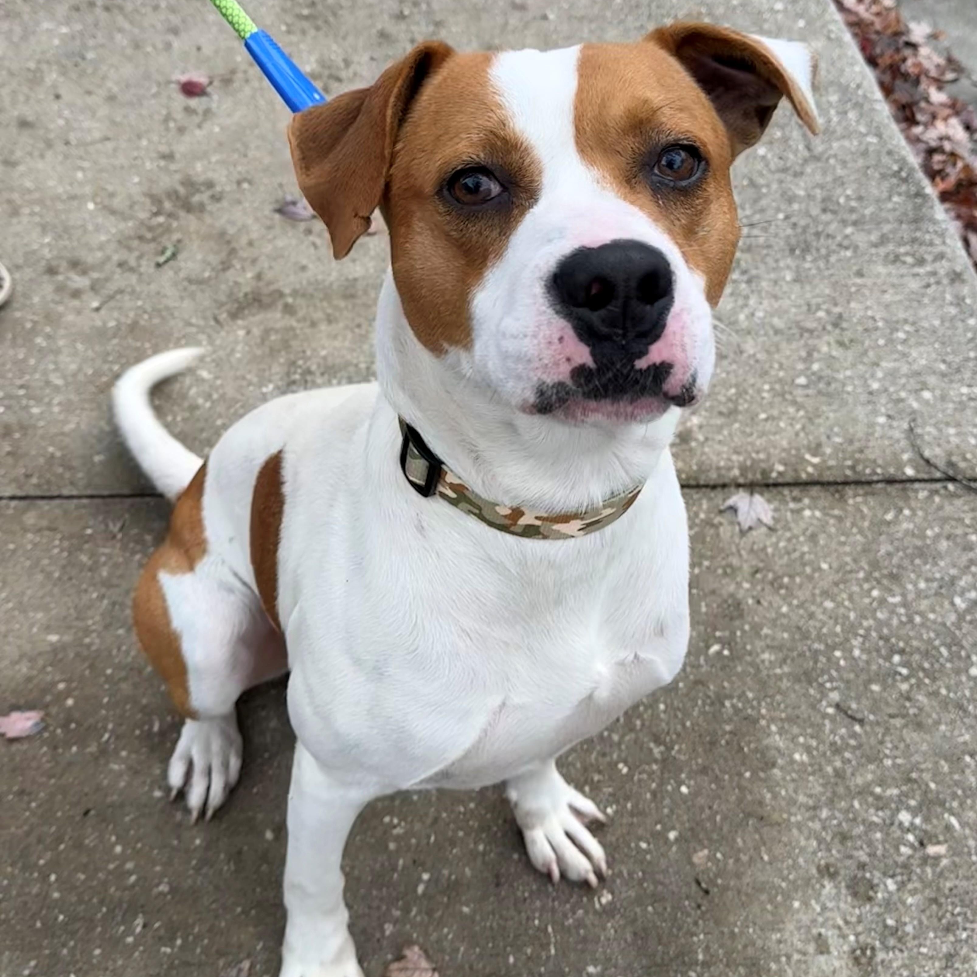 Nash, Adoptable, Adult Male American Bulldog.