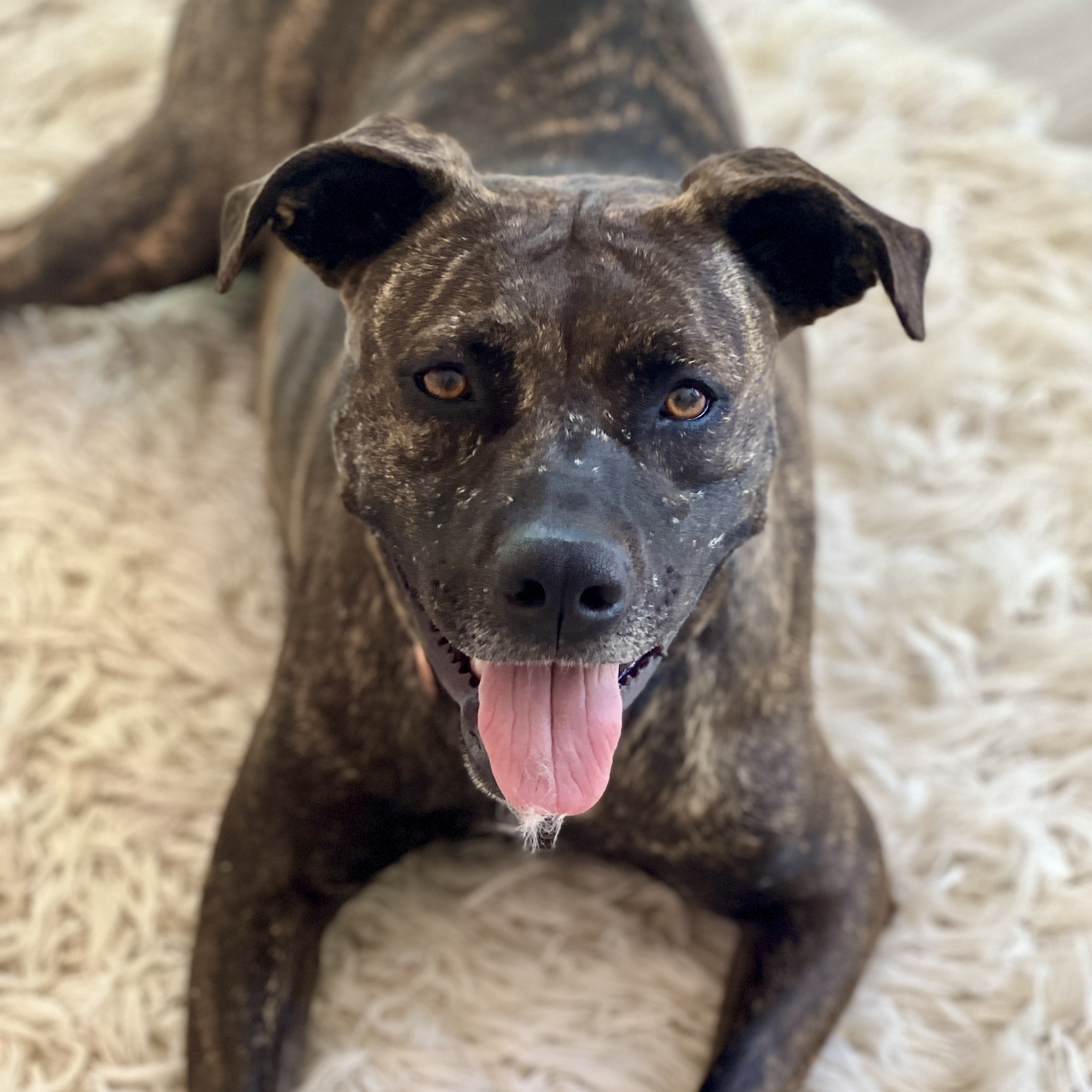 EMMA, a Adoptable Pit Bull Terrier in Thousand Oaks, CA image 1/6