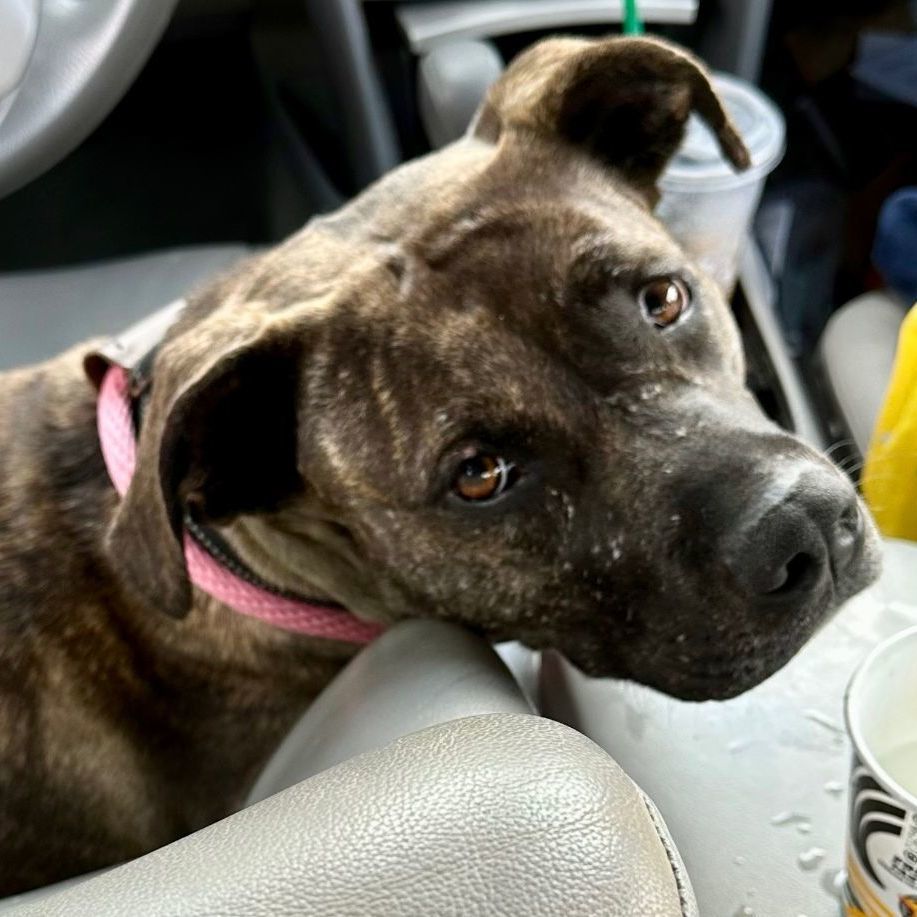 EMMA, a Adoptable Pit Bull Terrier in Thousand Oaks, CA image 4/6