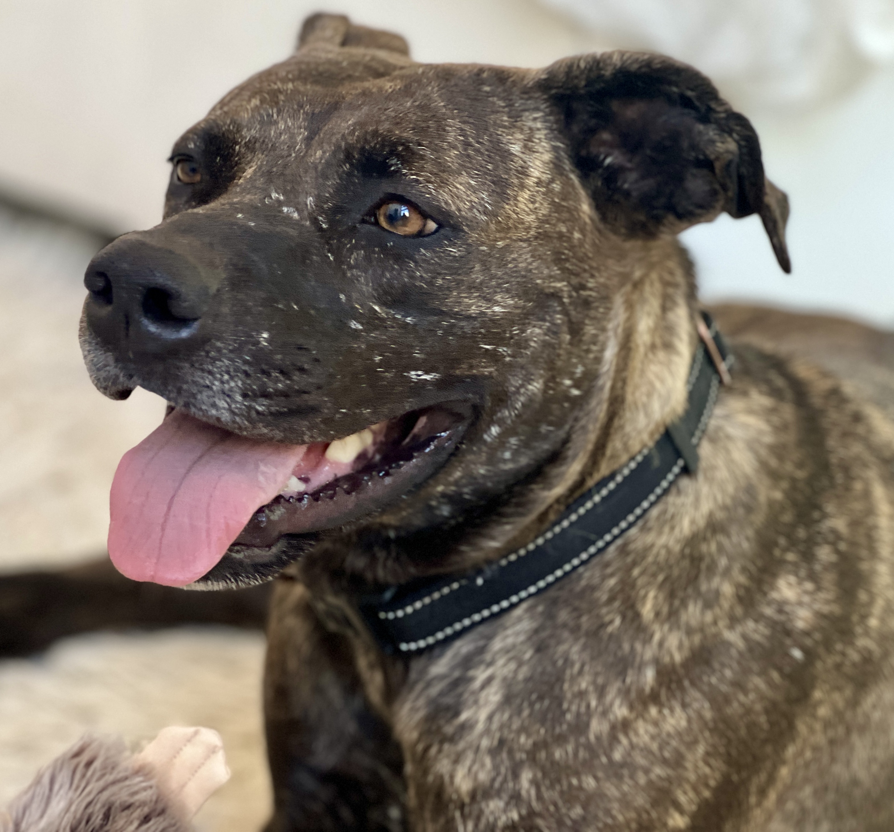 EMMA, a Adoptable Pit Bull Terrier in Thousand Oaks, CA image 5/6