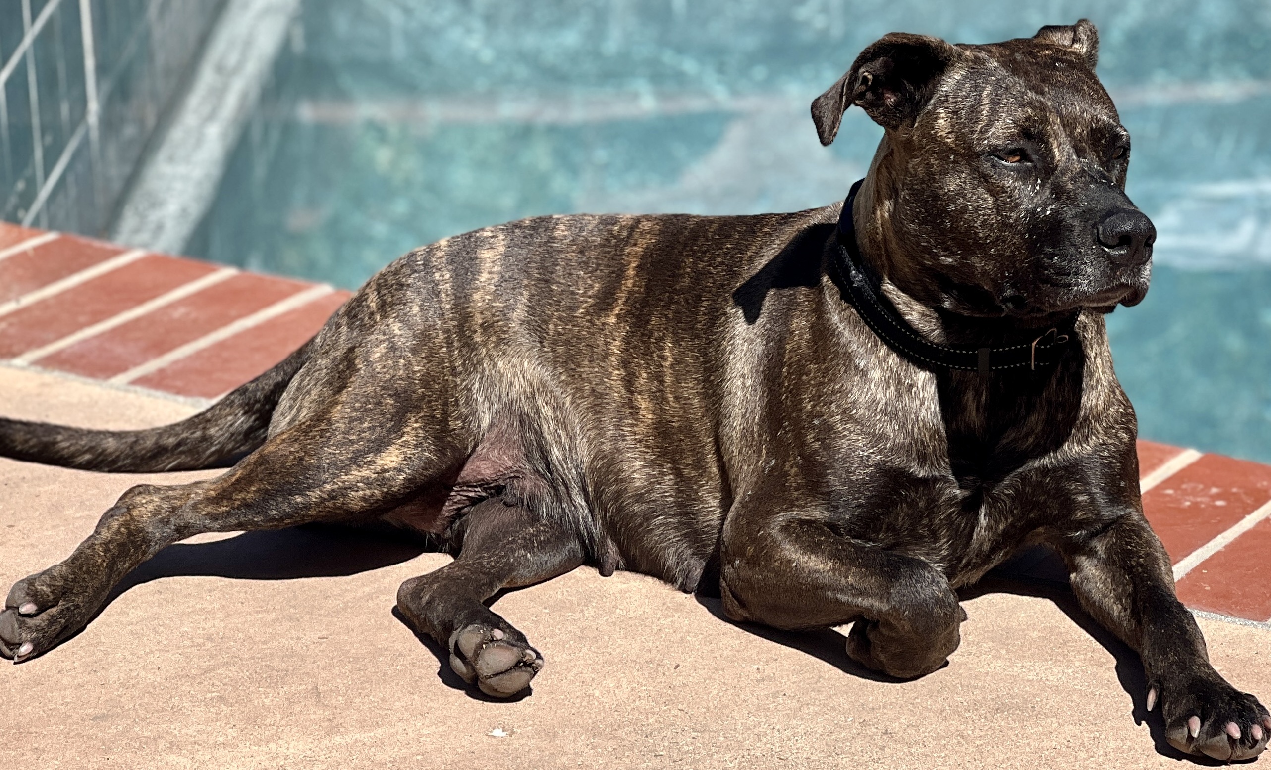 EMMA, a Adoptable Pit Bull Terrier in Thousand Oaks, CA image 6/6