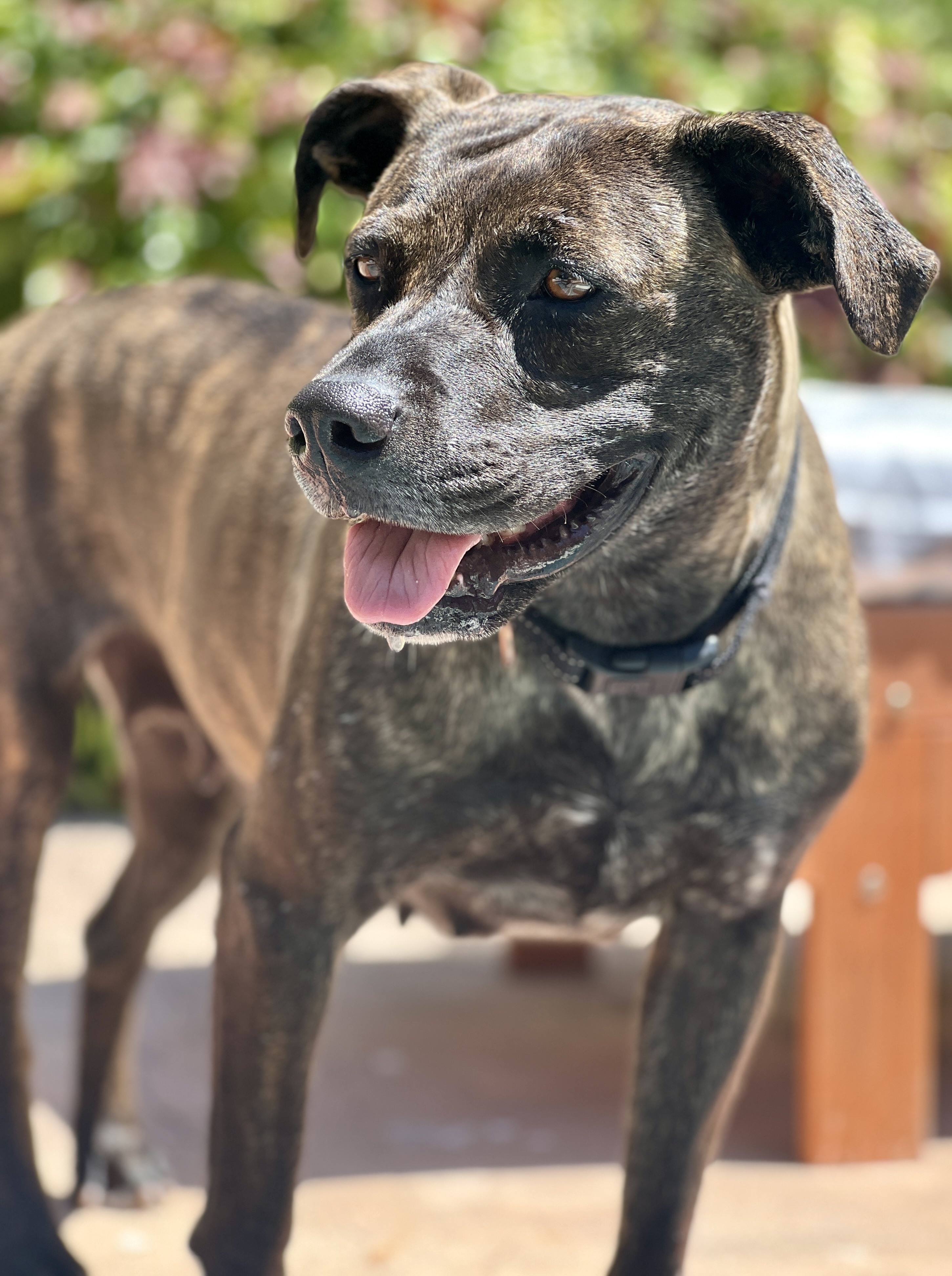 EMMA, a Adoptable Pit Bull Terrier in Thousand Oaks, CA image 2/6