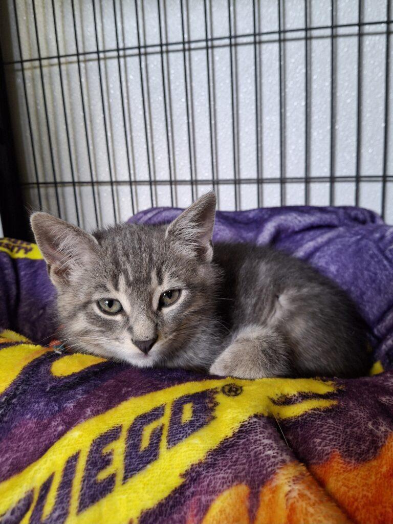 ORDINARY, ADOPTABLE, Young Male Domestic Short Hair.