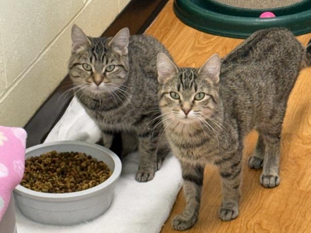 Wednesday Sue and Wiggles, ADOPTABLE, Adult Female Domestic Short Hair.
