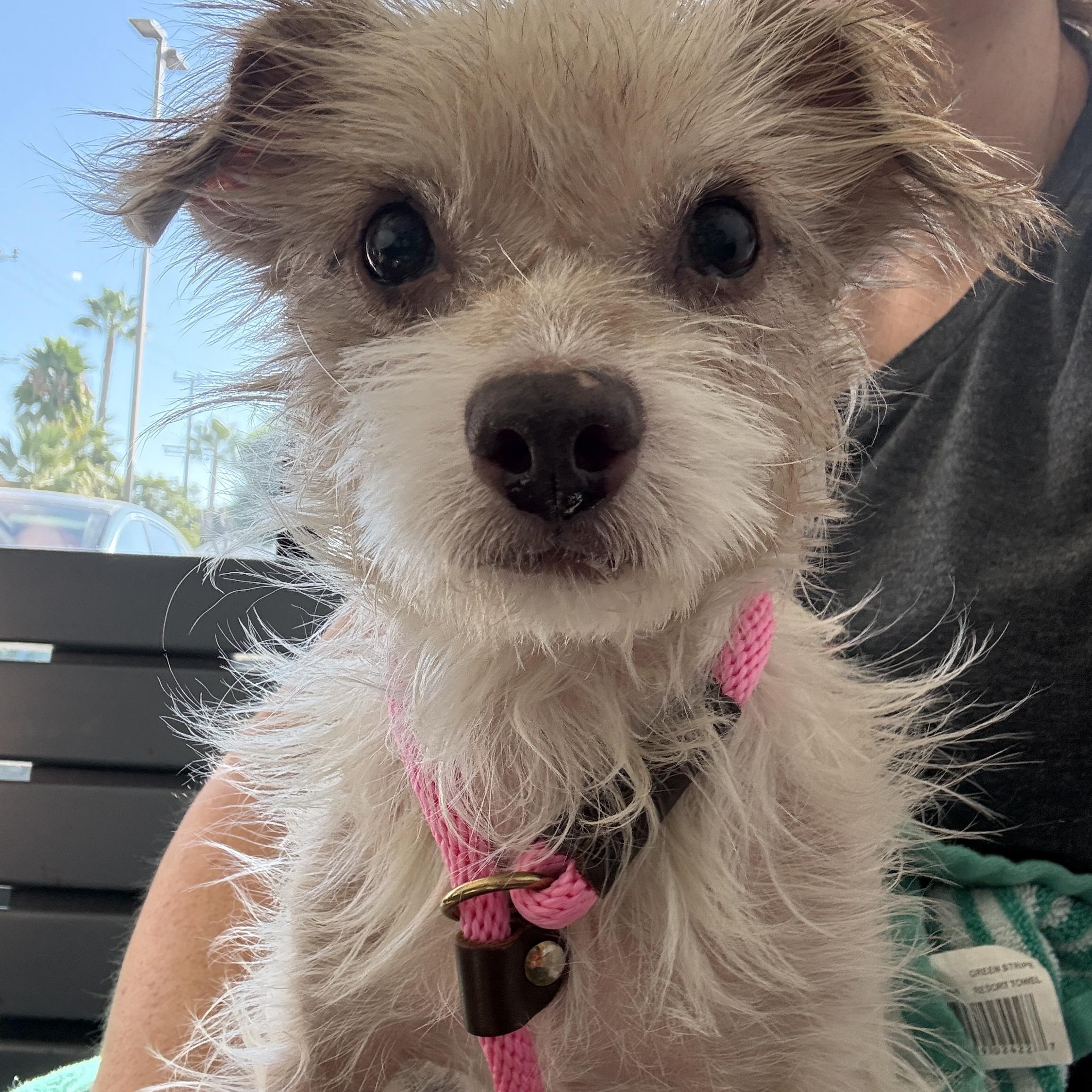 Woody, adopted, Adult Male Terrier.