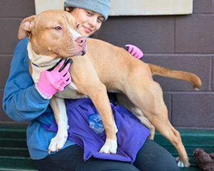 Enlarge Austell, a Adoptable Mixed Breed in Chamblee, GA image 1/3