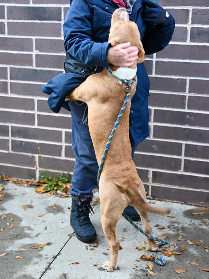Enlarge Austell, a Adoptable Mixed Breed in Chamblee, GA image 2/3