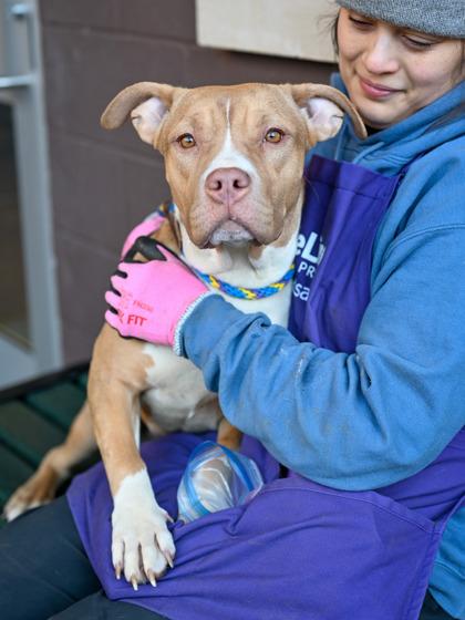 Enlarge Austell, a Adoptable Mixed Breed in Chamblee, GA image 3/3