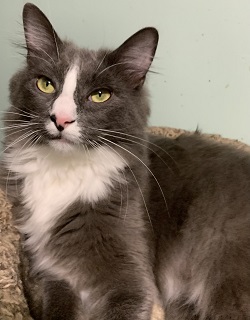 Grey, a Adoptable mixed breed in Raleigh, NC image 2/3