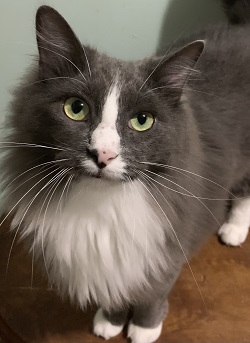 Grey, a Adoptable mixed breed in Raleigh, NC image 1/3