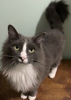 Grey, a Adoptable mixed breed in Raleigh, NC image 3/3