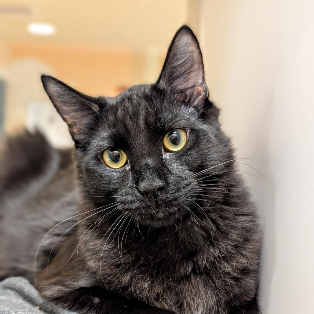 Enlarge Panther, a Adoptable Domestic Medium Hair in Pleasanton, CA image 1/2