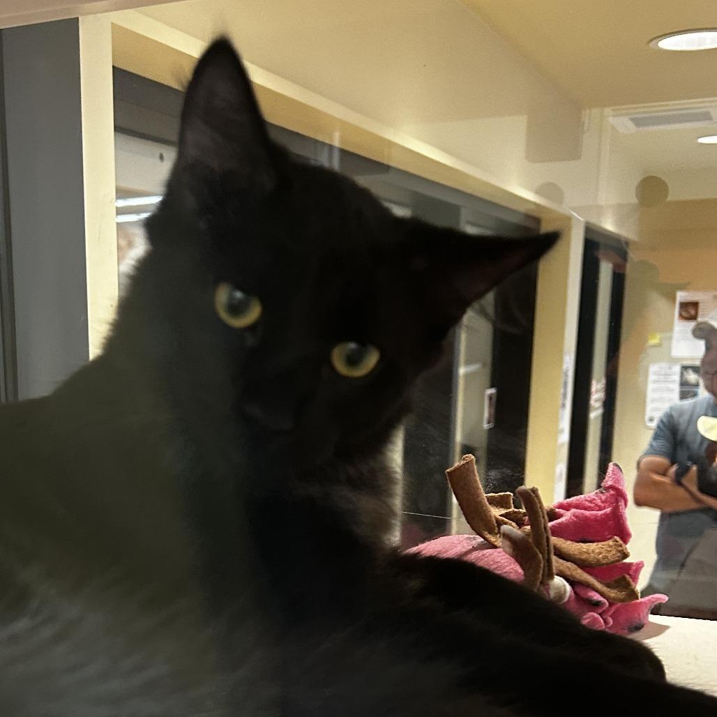 Enlarge Panther, a Adoptable Domestic Medium Hair in Pleasanton, CA image 1/1