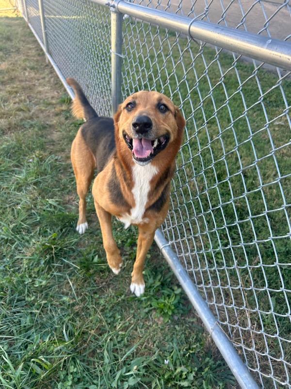 Delilah, Adoptable, Adult Female German Shepherd Dog.