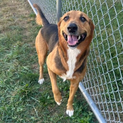 Enlarge Delilah, a Adoptable mixed breed in PHILADELPHIA, TN image 2/3