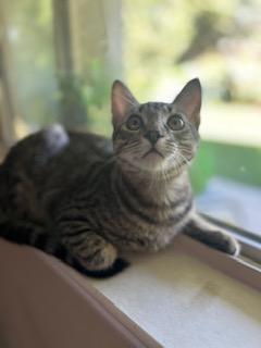 Miss Tabbie, Adoptable, Kitten Female Tabby.